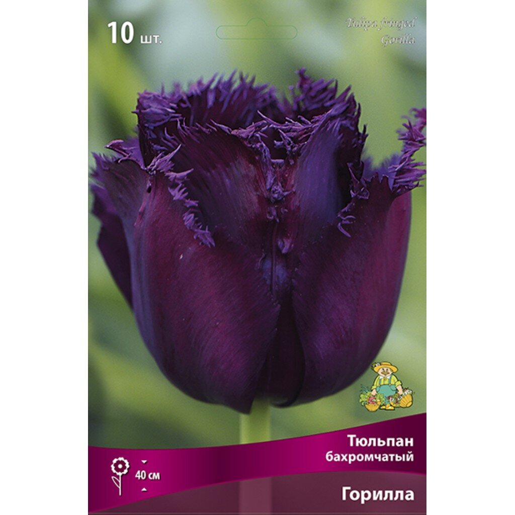 Луковицы Тюльпан бахромчатый, Горилла, 11-12/К, 10 шт