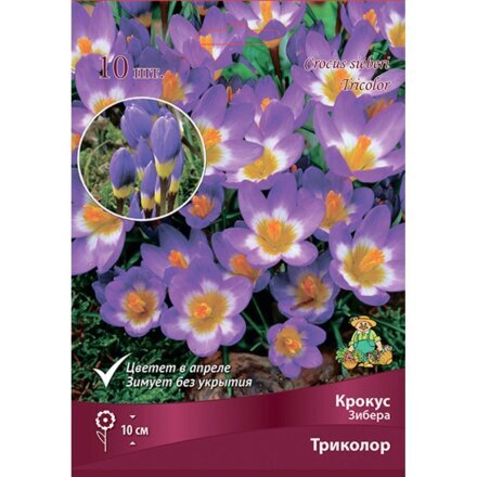 Луковицы Крокус Зибера, Триколор, 5-7, 10 шт