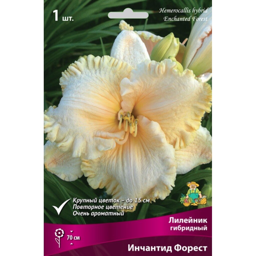 Корневище Лилейник гибридное, Инчантид Форест