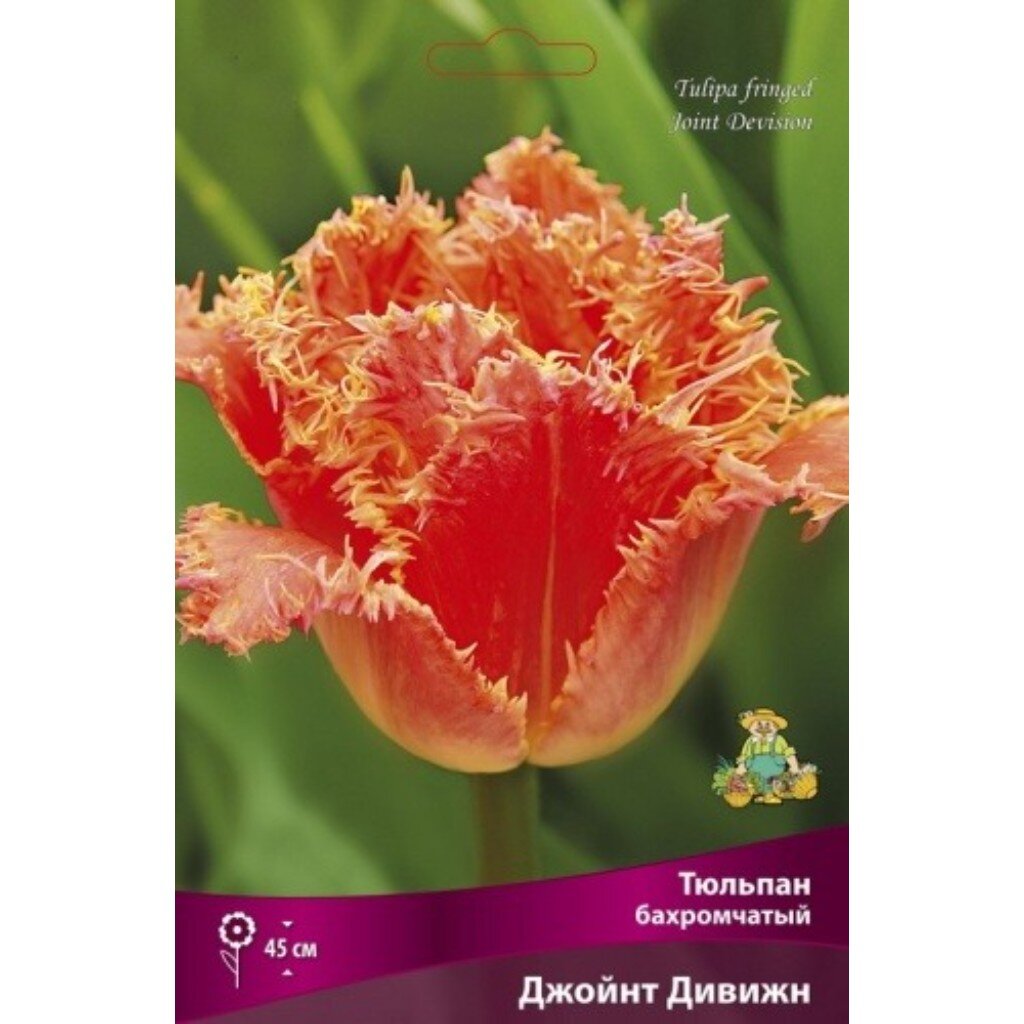 Луковицы Тюльпан бахромчатый, Джойнт Дивижн, 11-12/К, 7 шт