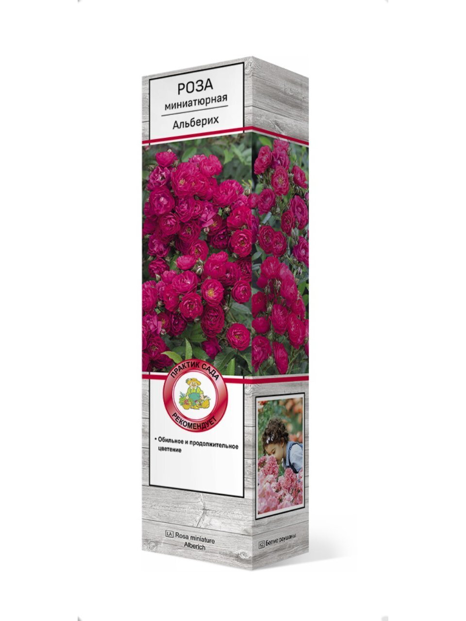 Саженцы Роза миниатюрная, Альберих, 751735