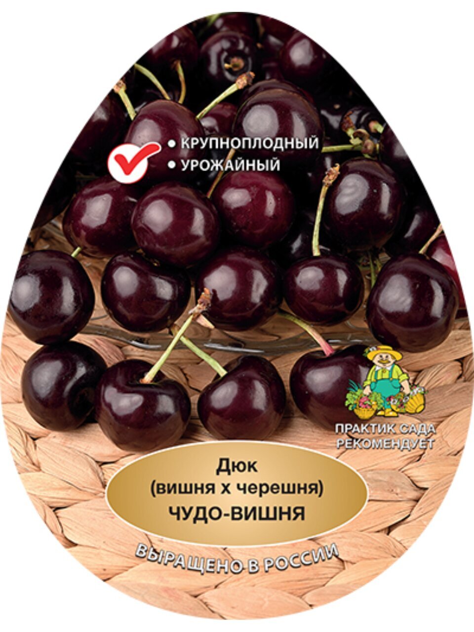 Саженцы Вишня, Чудо-вишня, вишня x черешня, ранняя, темно-красная, 751575