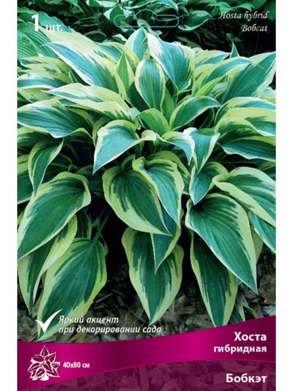 Корневище Хоста гибридная, Бобкэт