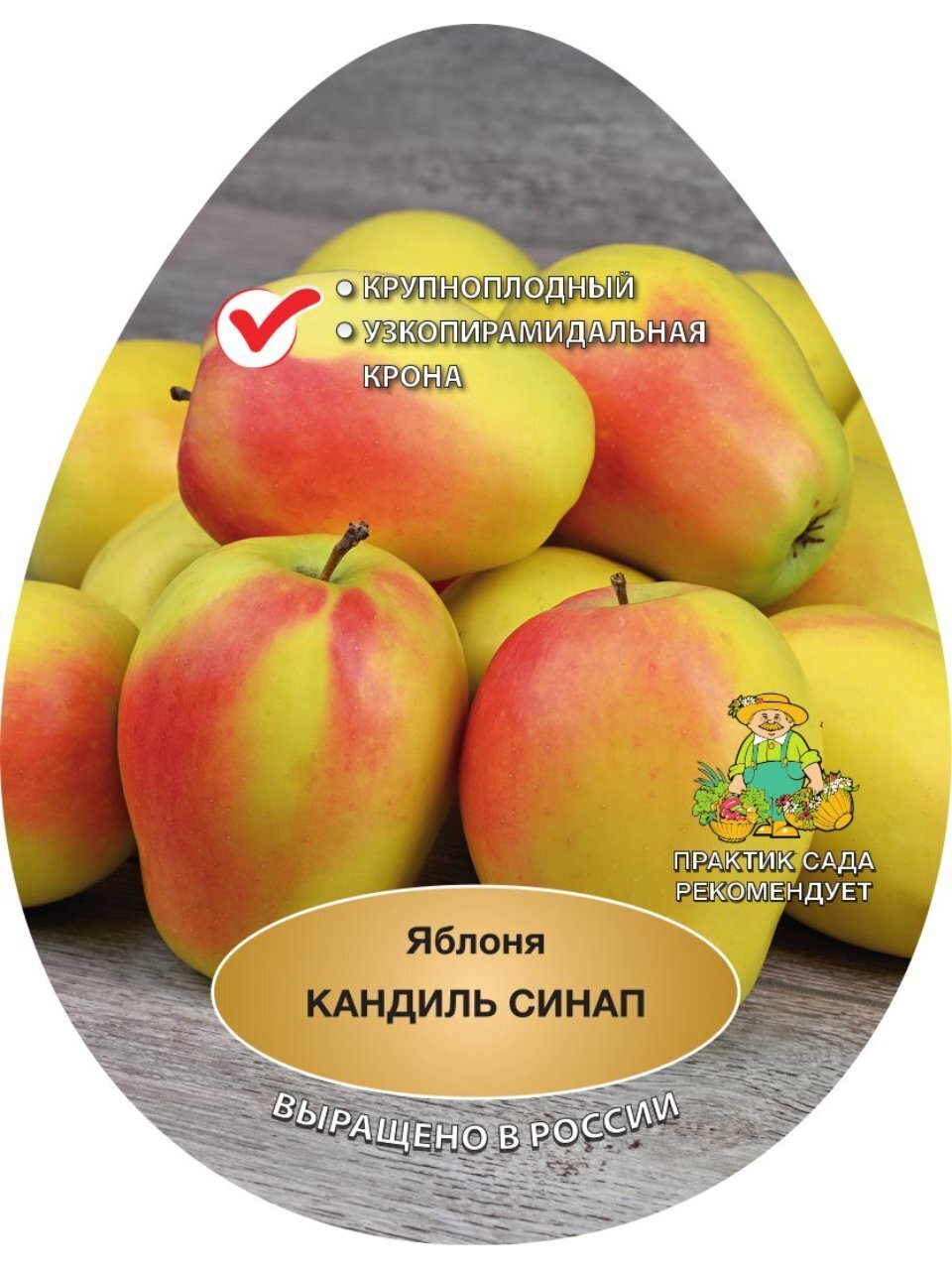 Саженцы Яблоня, Кандиль синап, подвой семенной, 847062