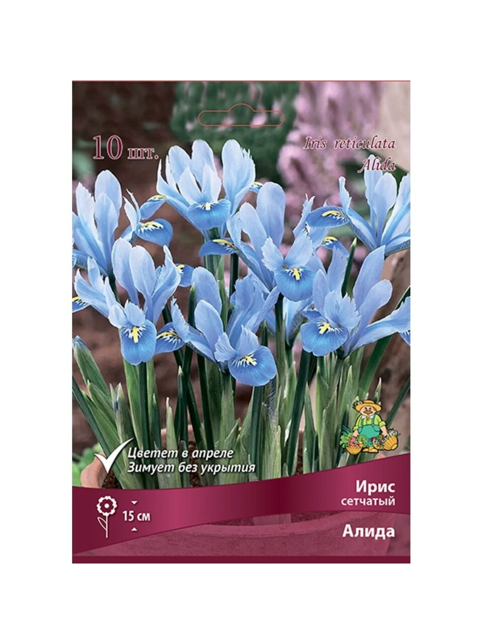Луковицы Ирис сетчатый, Алида, 6+/К, 10 шт