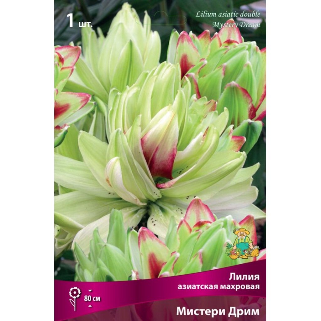 Луковицы Лилия азиатская, Мистери Дрим, 14-16/К