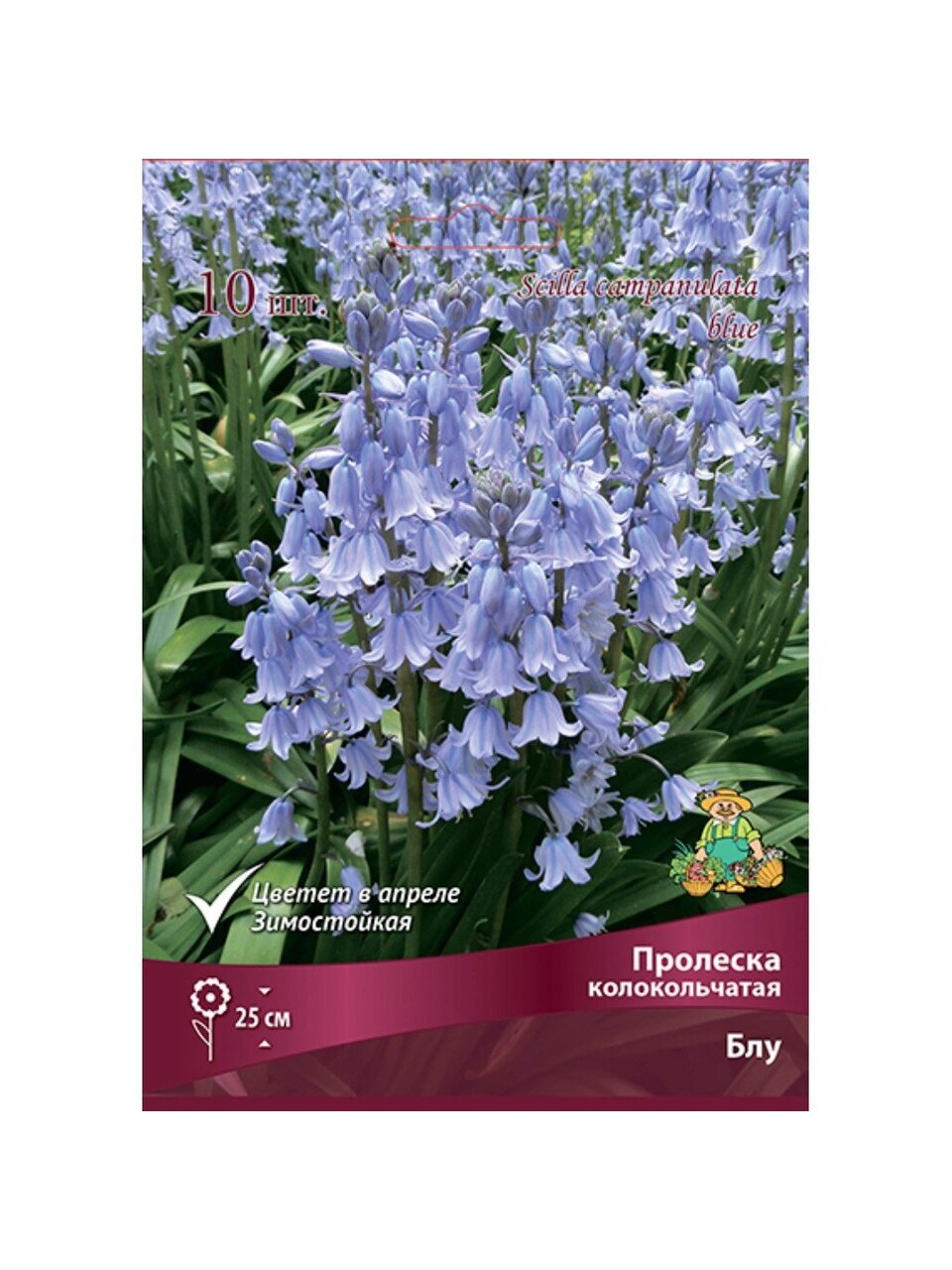 Луковицы Пролеска колокольчатая, Блум, 7-8/К, 10 шт