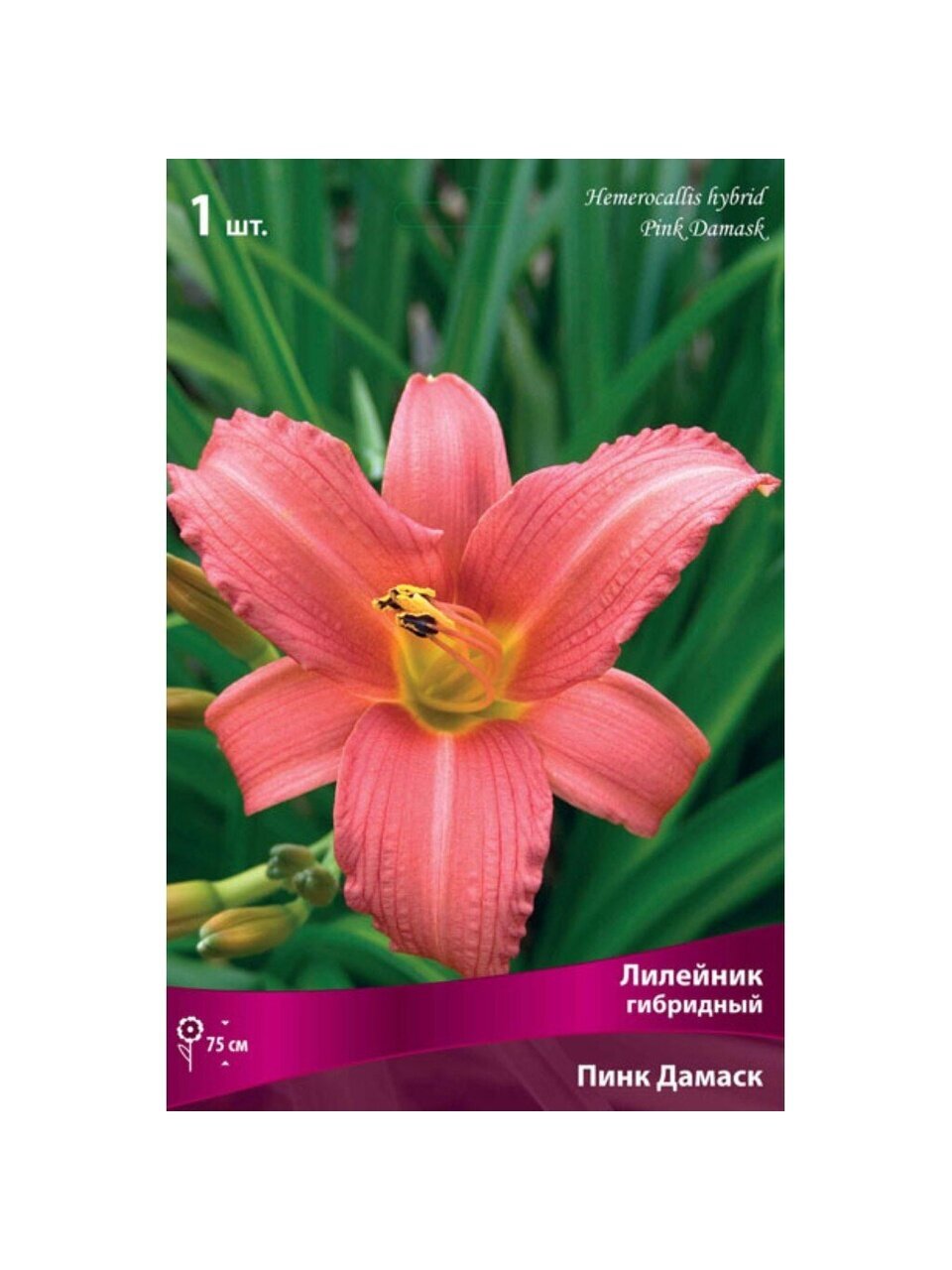 Корневище Лилейник гибридный, Пинк Дамаск, необычный оттенок розового, обильное цветение