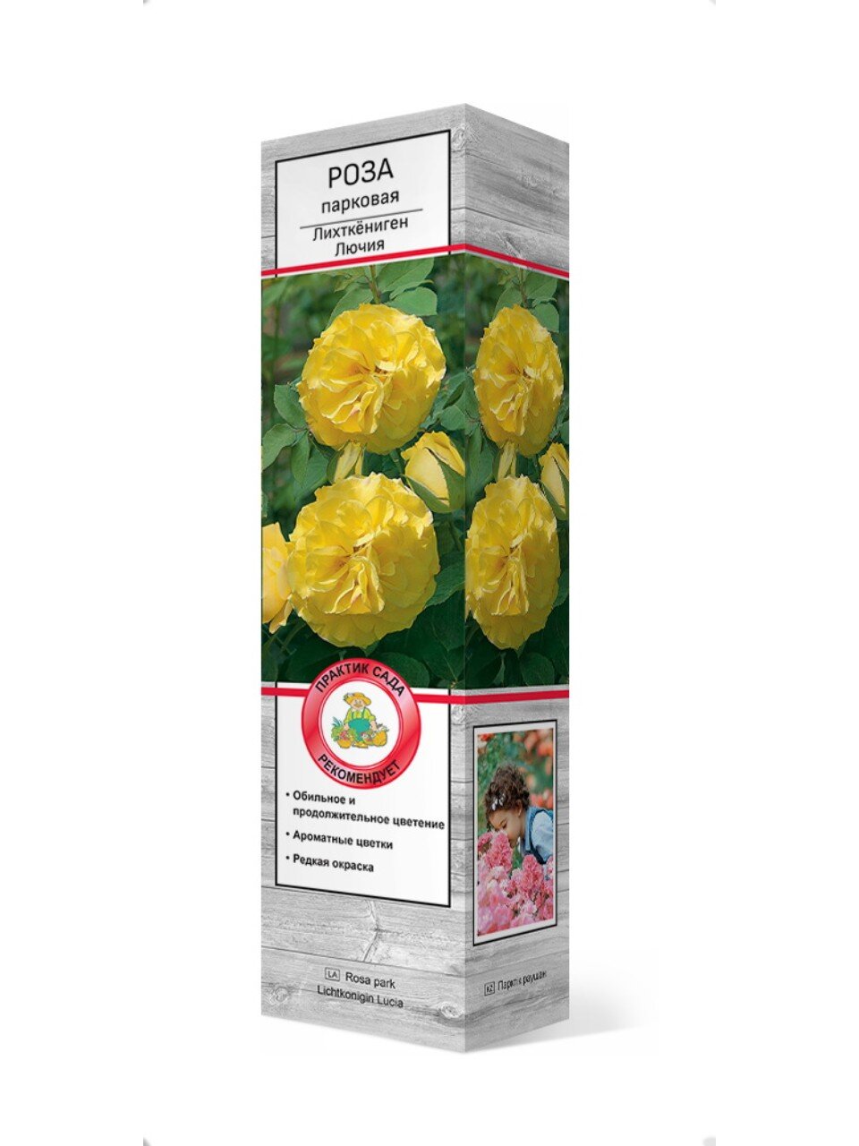 Саженцы Роза парковая, Лихткёниген Лючия, 751773