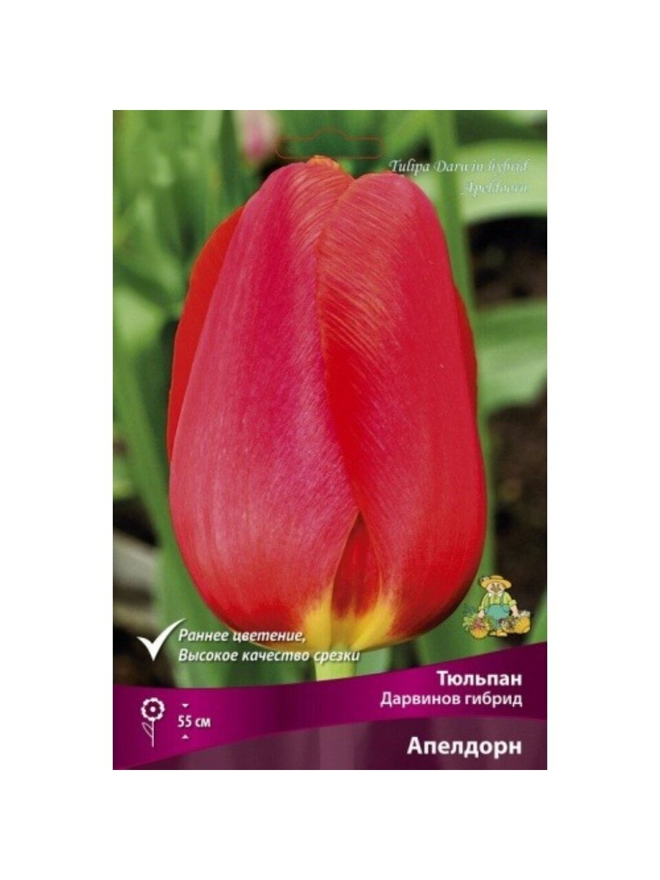 Луковицы Тюльпан Дарвинов гибрид, Апелдорн, 11-12/К, 10 шт