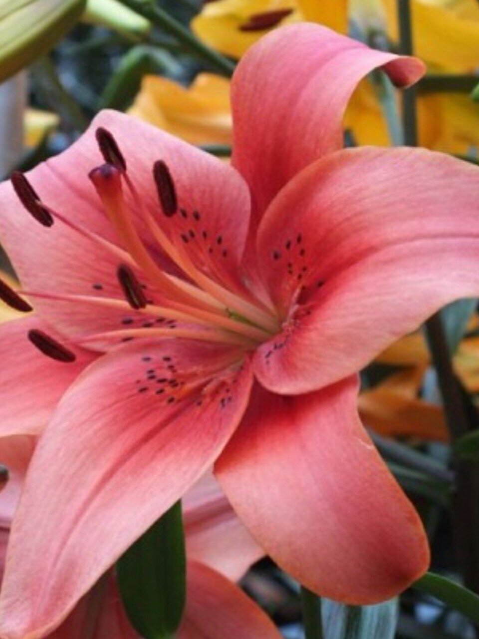 Луковицы Лилия, Перл Лорейн, 14-16