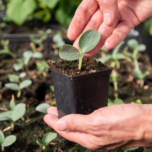 Саженцы по акции