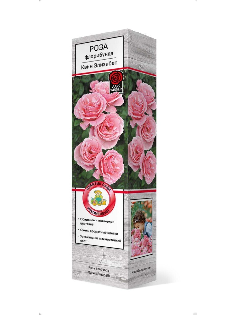Саженцы Роза флорибунда, Квин Элизабет, 751893
