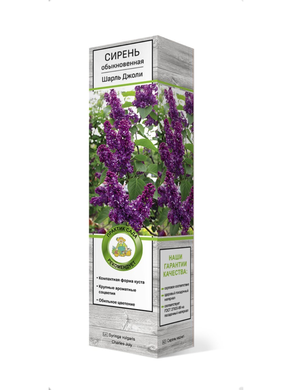 Саженцы Сирень обыкновенная, Шарль Джоли