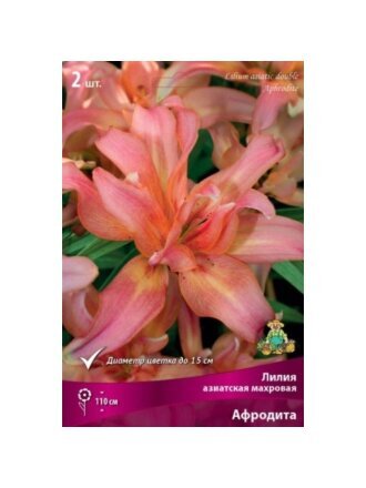 Луковицы Лилия азиатская, Афродита, 14-16, 2 шт