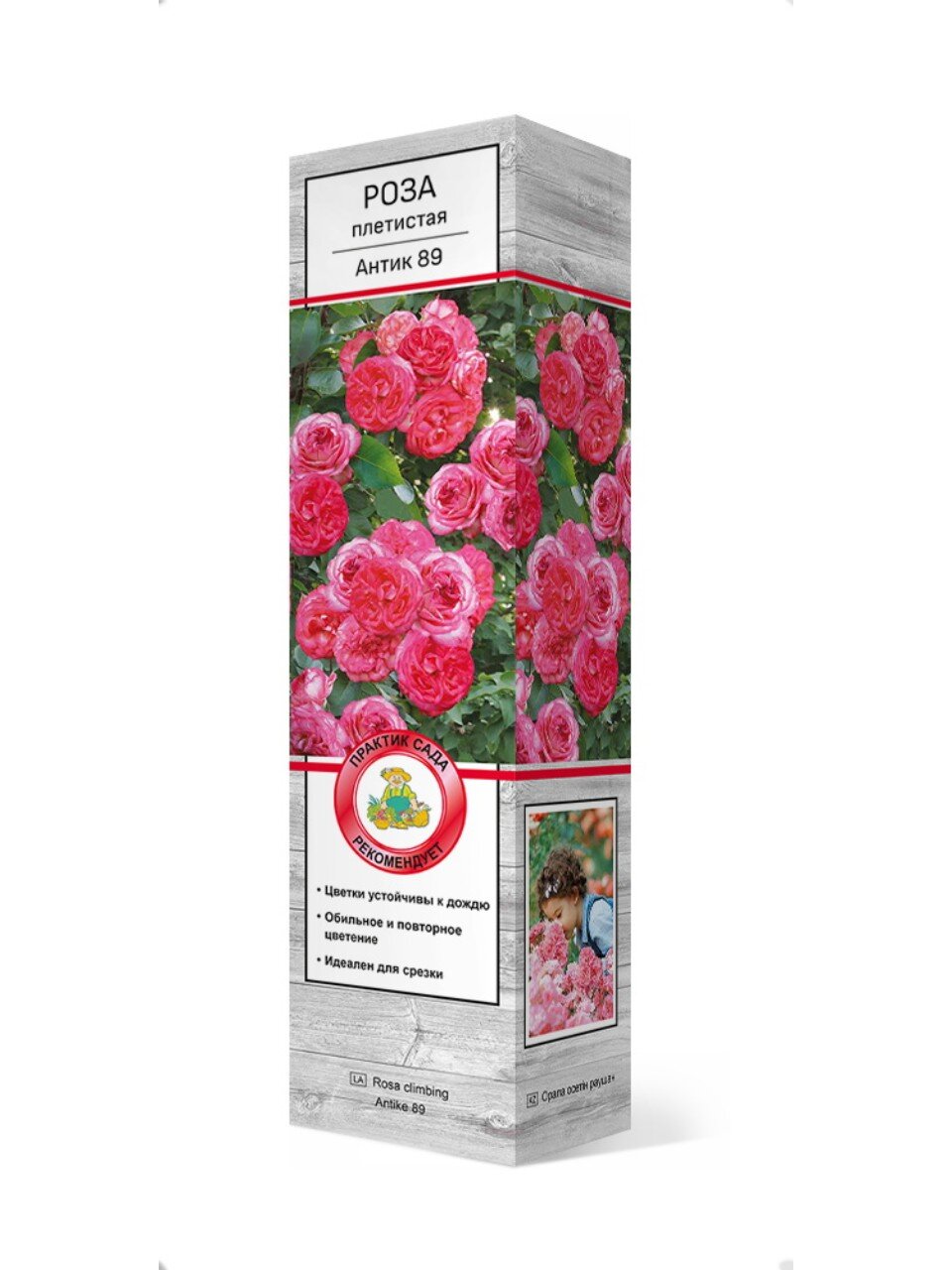 Саженцы Роза плетистая, Антик-89, 751821