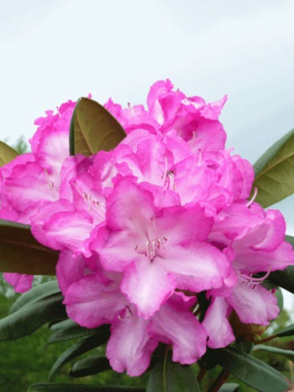 Саженцы Рододендрон якушиманский, Блюретта, 00000750545