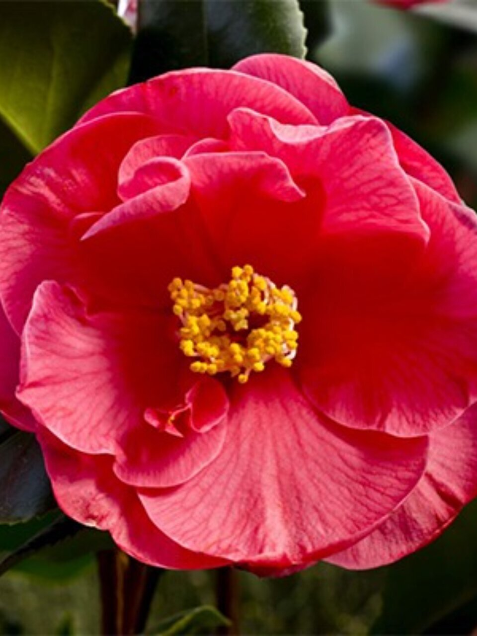 Саженцы Камелия японская, Доктор Кинг, 811111