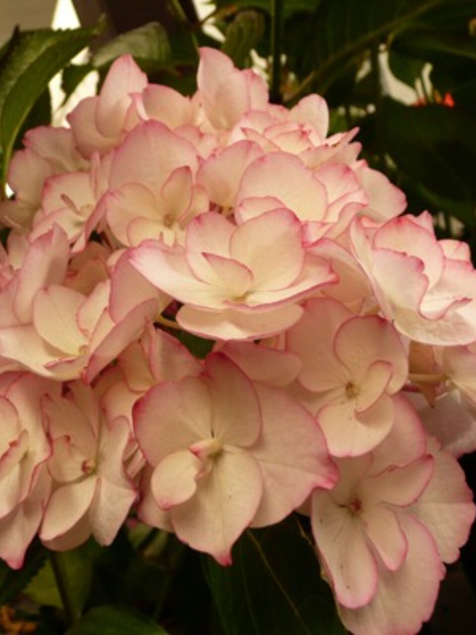 Саженцы Гортензия крупнолистовая, Сабрина, 750416