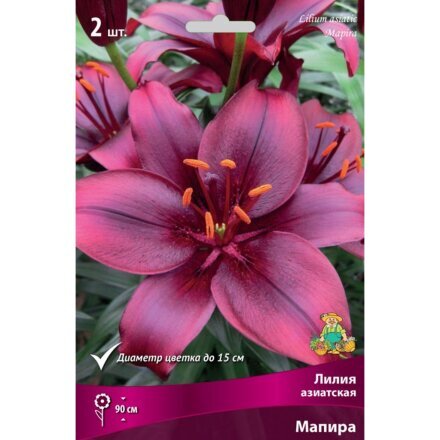 Луковицы Лилия азиатская, Мапира, 14-16, 2 шт