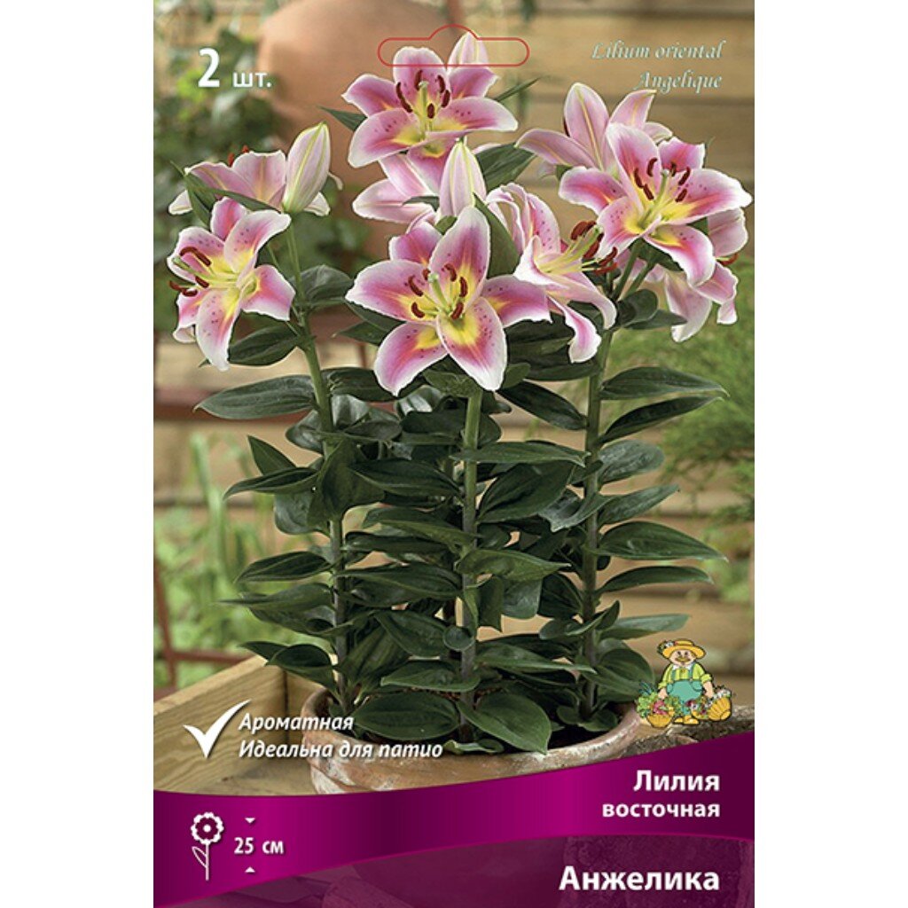 Луковицы Лилия восточная, Анжелика, 12-14/К, 2 шт