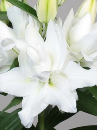 Луковицы Лилия восточная, Шардоне, 14-16