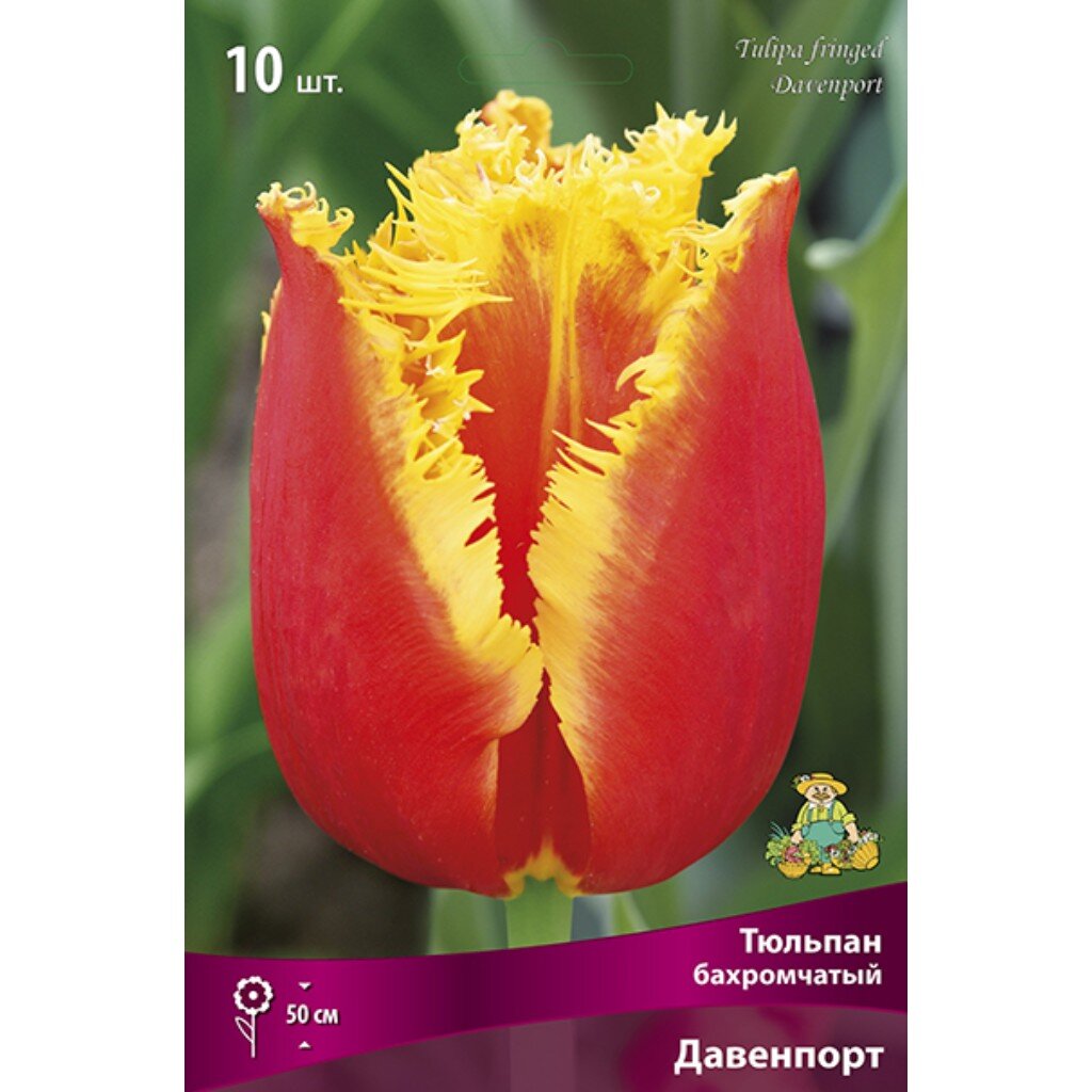 Луковицы Тюльпан бахромчатый, Давенпорт, 11-12/К, 10 шт