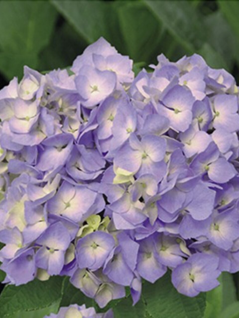 Саженцы Гортензия крупнолистовая, Бодензи, 750363