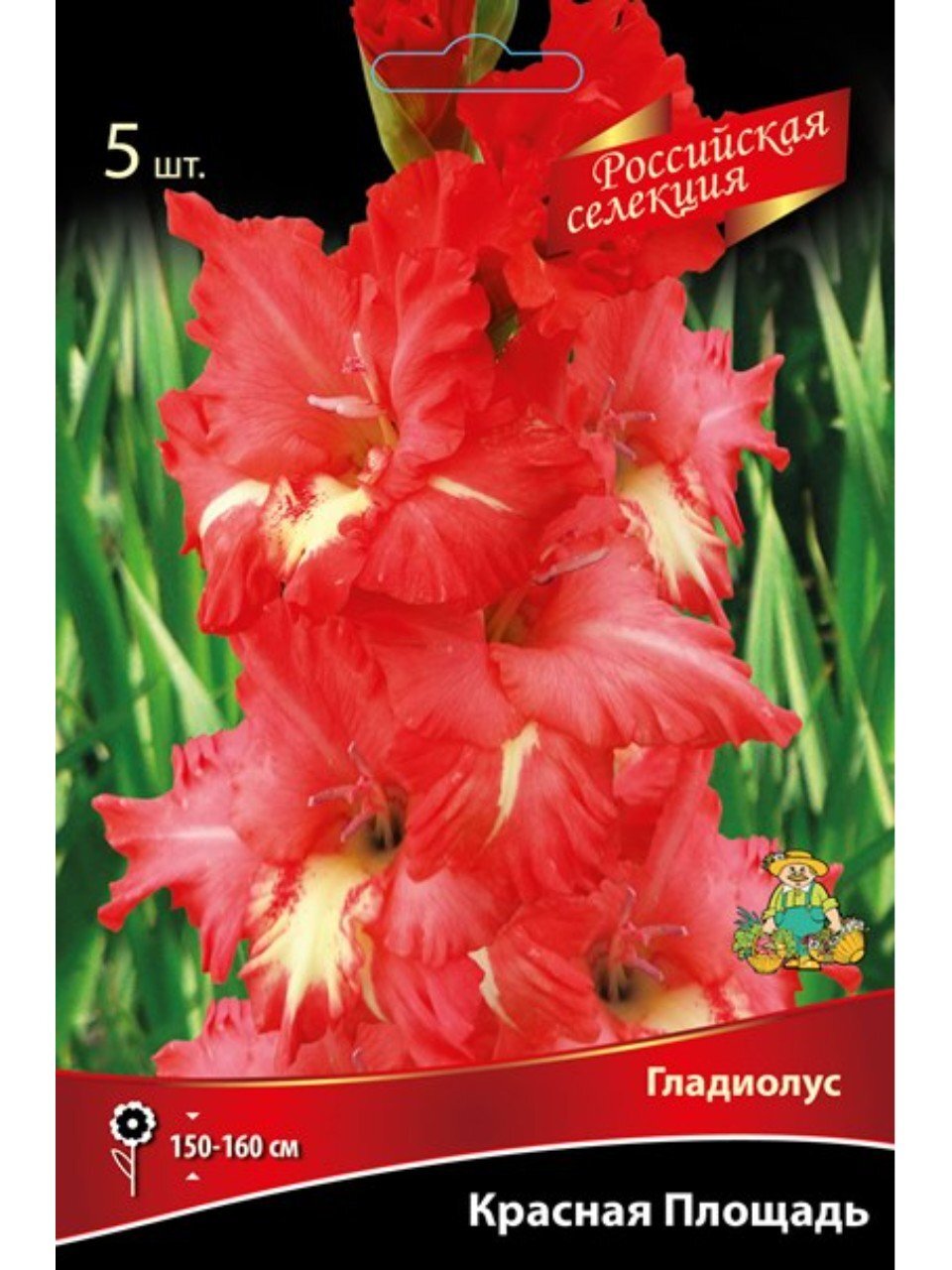 Луковицы Гладиолус крупноцветковый, Красная Площадь, Российская селекция