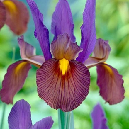 Луковицы Ирис голландский, Тайгерай