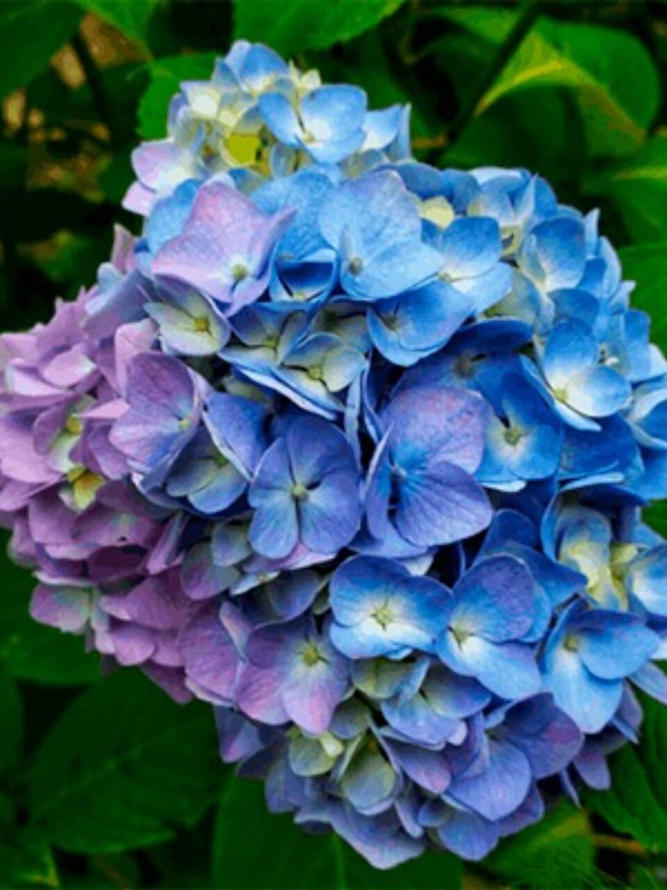 Саженцы Гортензия крупнолистовая, Лавбла, 801104