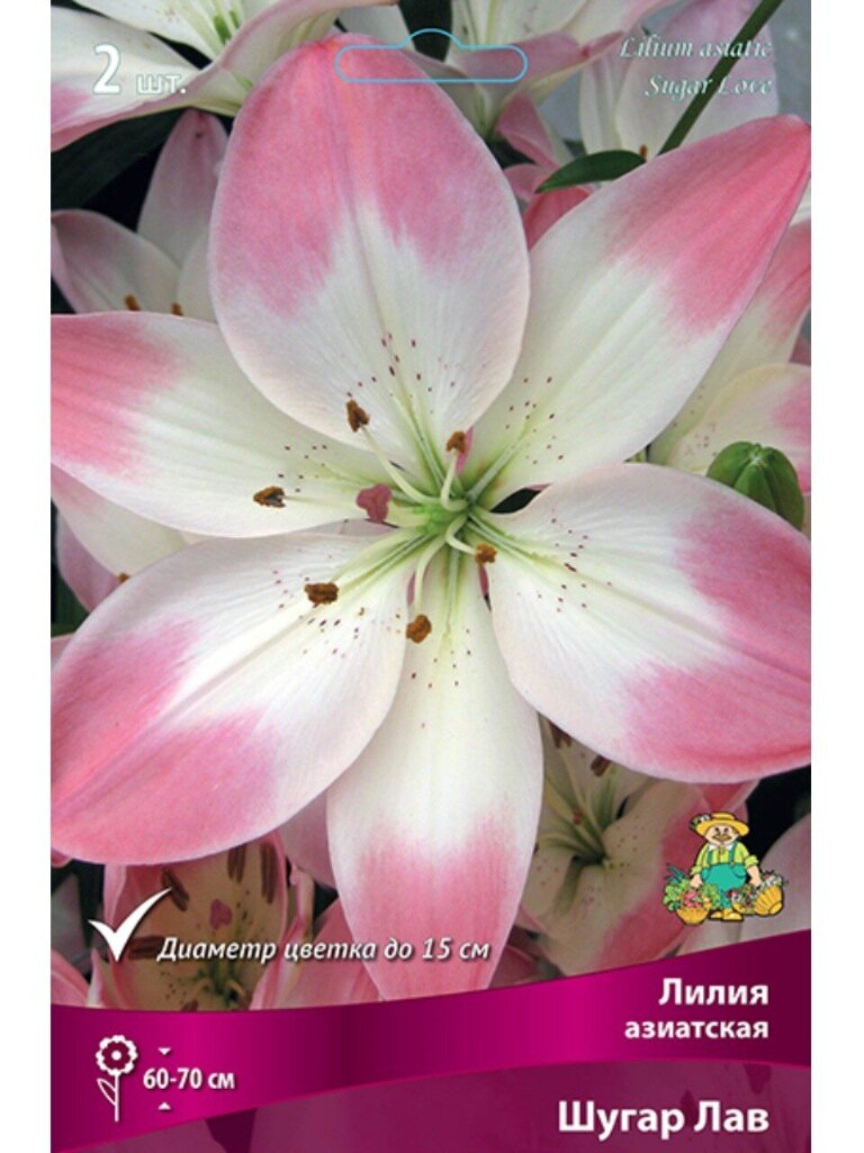 Луковицы Лилия азиатская, Шугар Лав, 2 шт