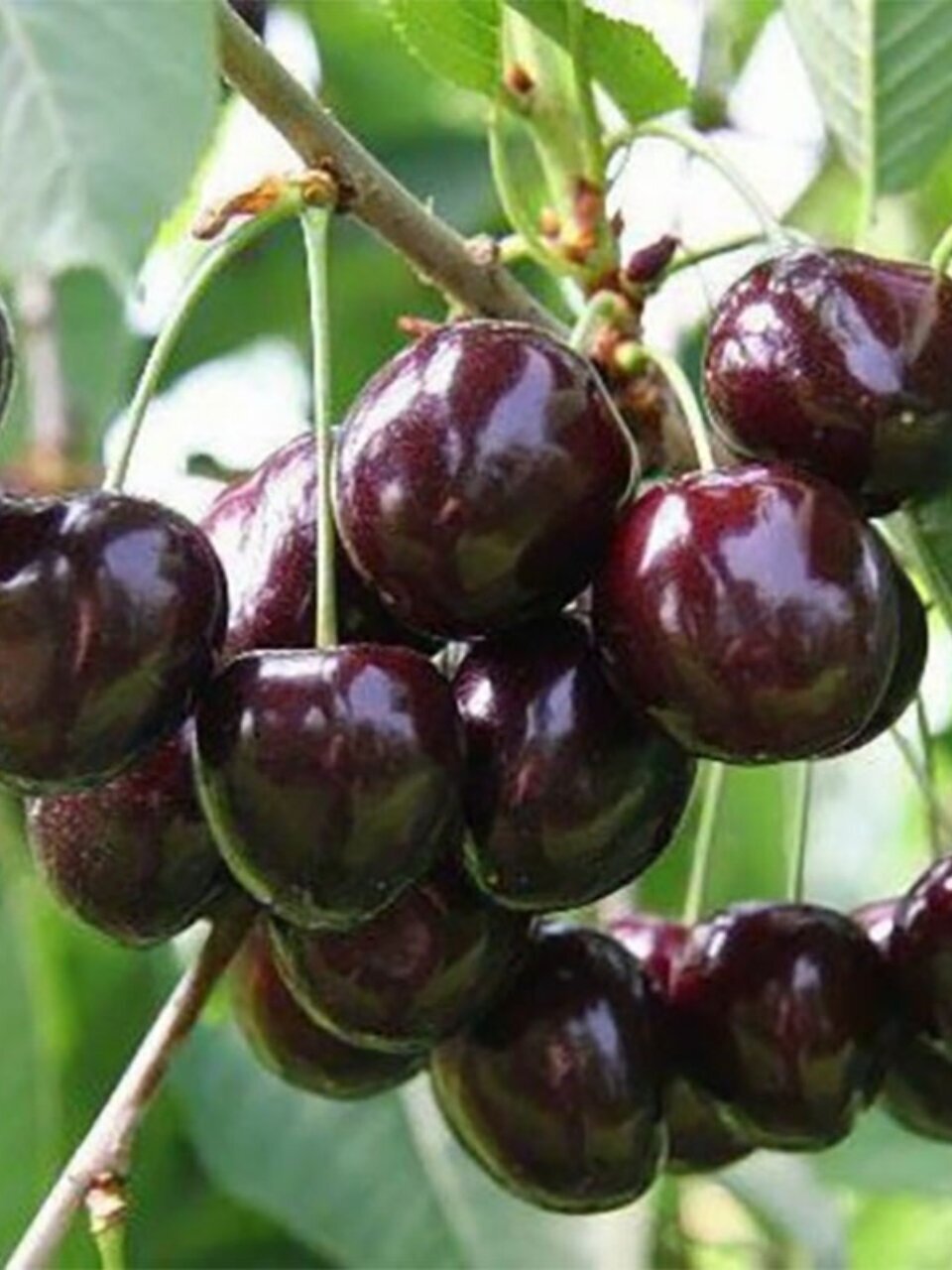 Саженцы Вишня, Владимирская, средняя, черно-красная, 668860