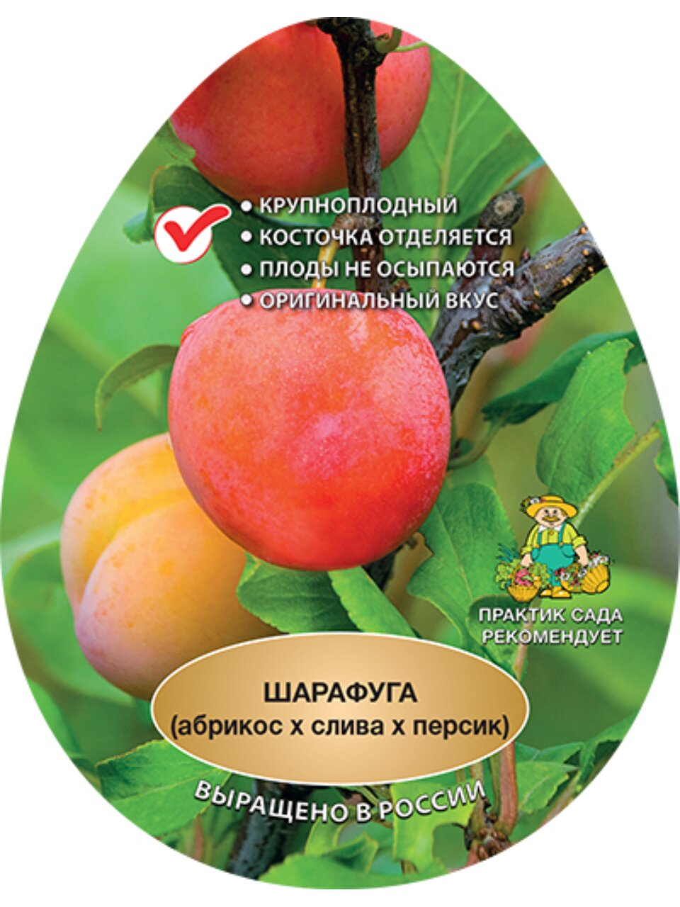 Саженцы Шарафуга, гибрид, подвой семенной, алыча, 801624