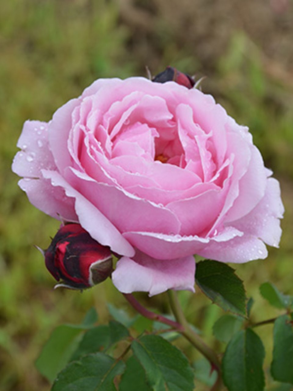 Саженцы Роза парковая, Дитэр Мюллер, 751768