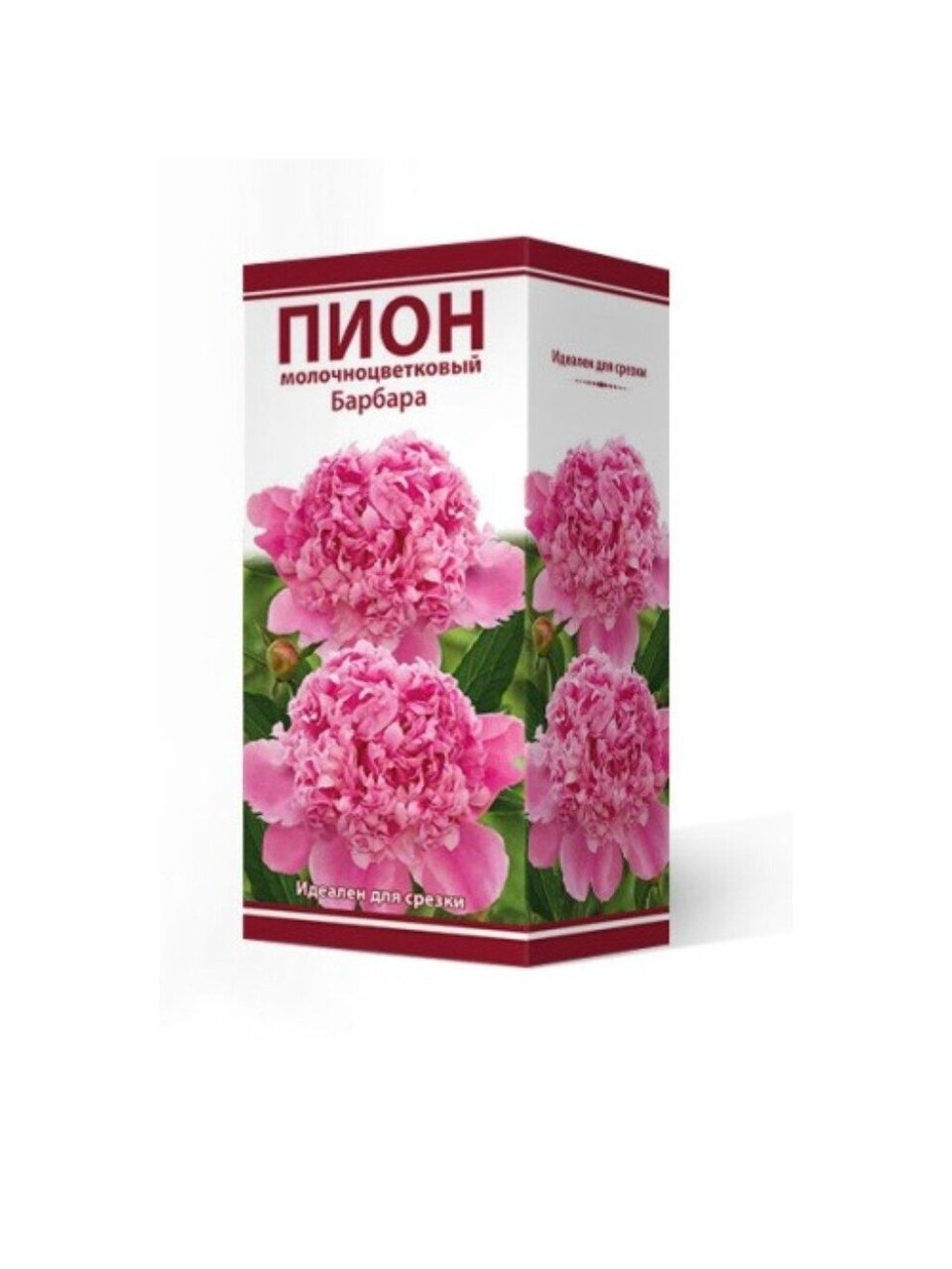 Корневище Пион молочноцветковое, Барбара, 2-3/Кор