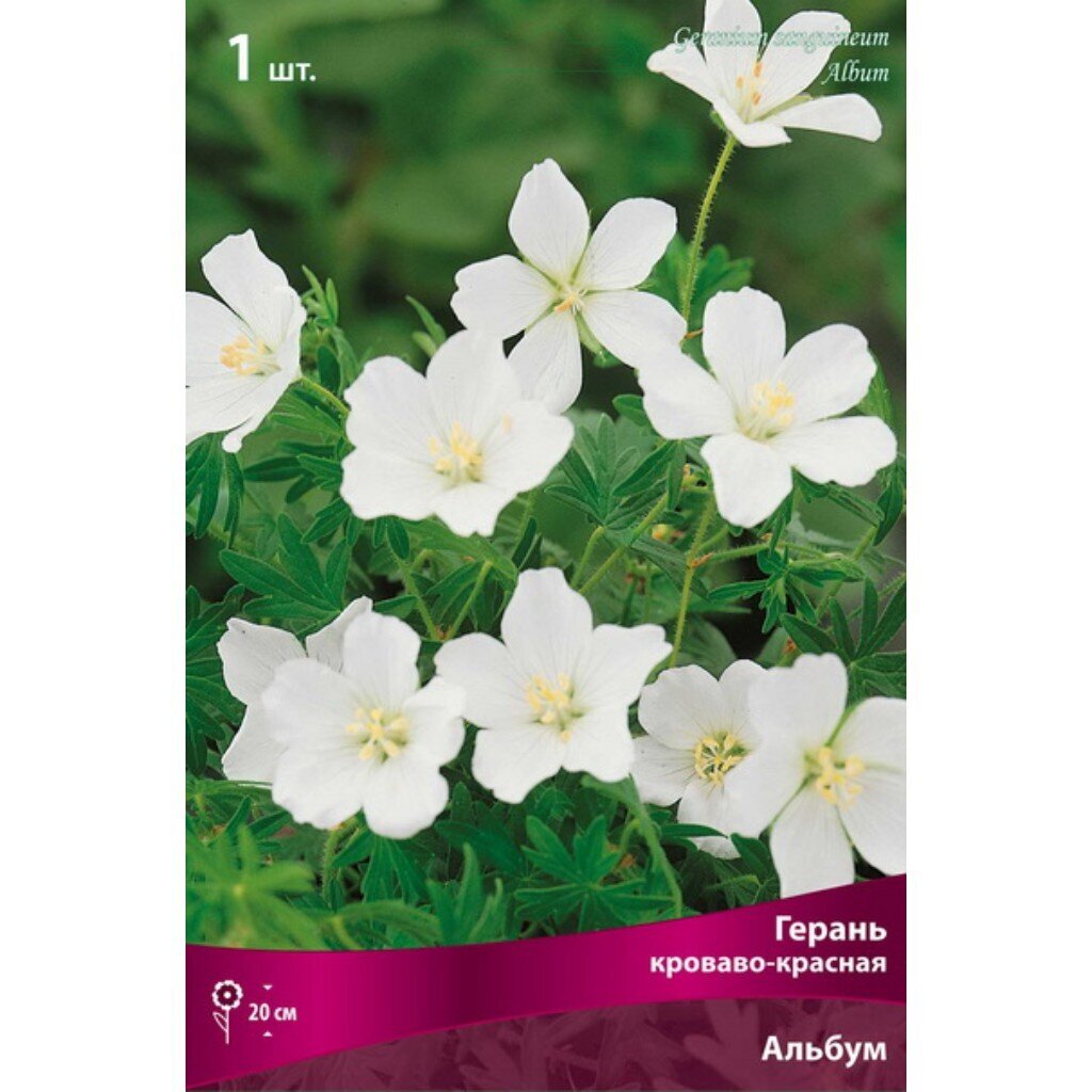 Корневище Герань, Альбум, кроваво-красная
