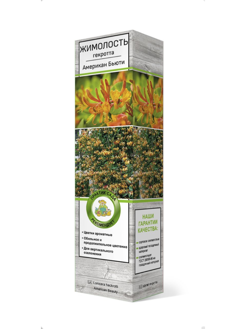 Саженцы Жимолость, Гекротта Американ Бьюти, декоративная, 750879