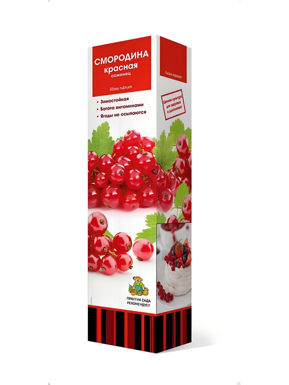 Саженцы Смородина красная, Голландская розовая, традиционные сорта, 753040