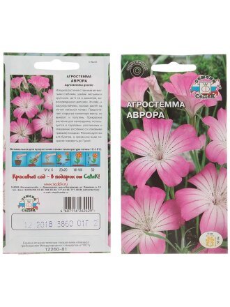 Аврора