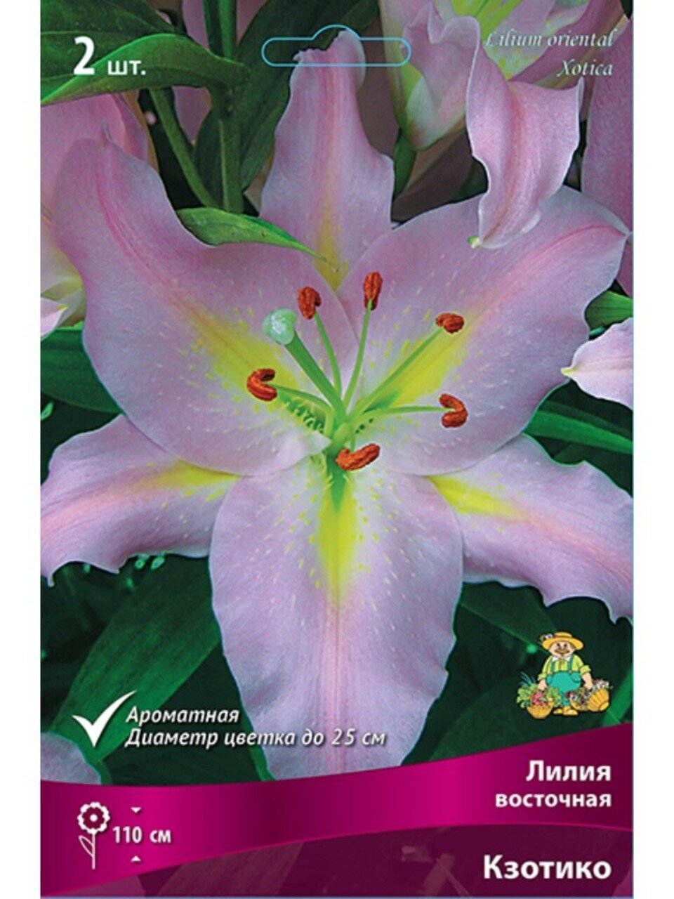 Луковицы Лилия восточная, Кзотико, 14-16, 2 шт