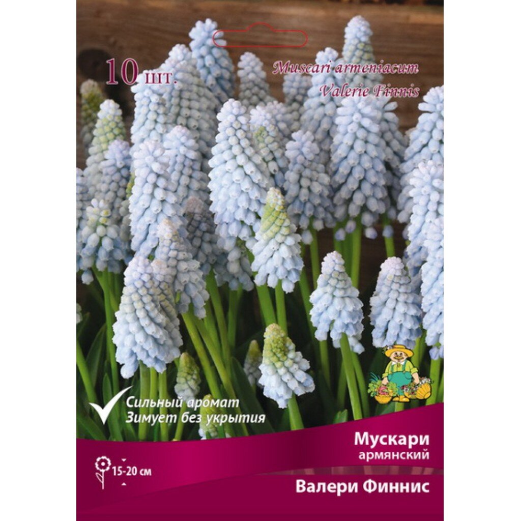Луковицы Мускари армянский, Валери Финнис, 7-8/К, 10 шт