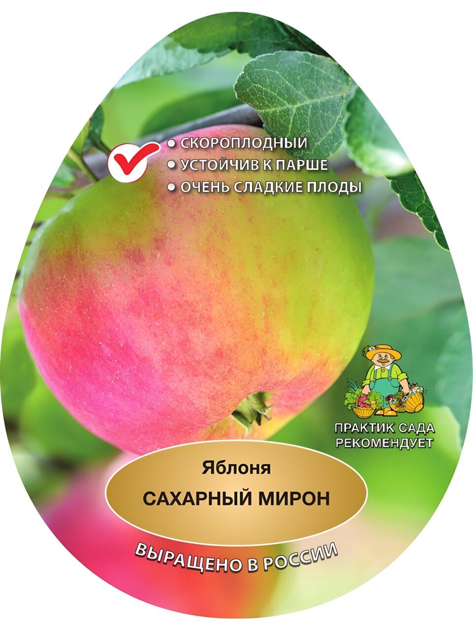 Саженцы Яблоня, Сахарный Мирон, подвой 54-118 полукарлик, 841617