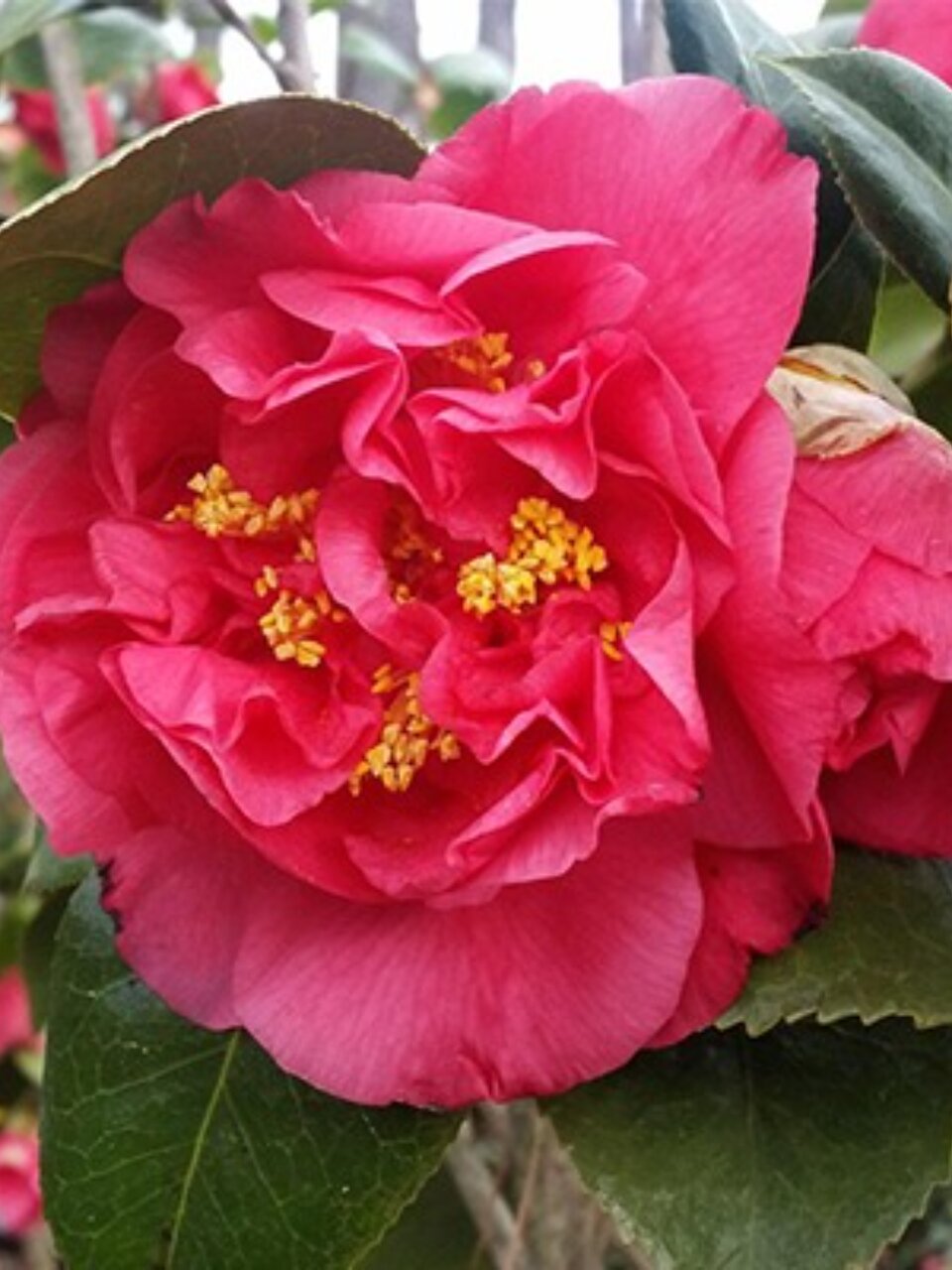 Саженцы Камелия японская, Крамерс Суприм, 00000810952