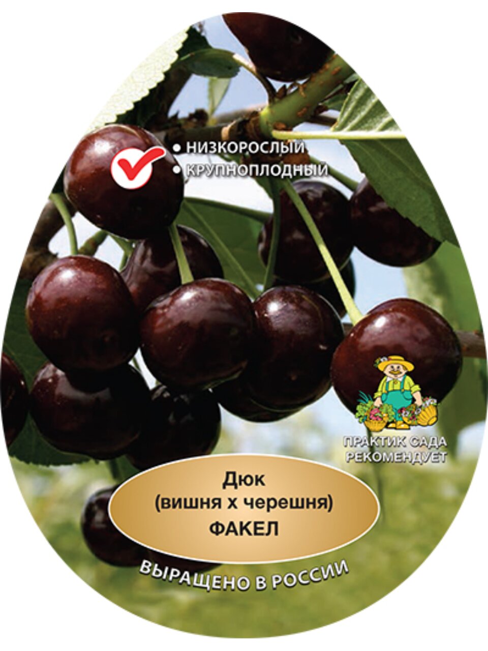 Саженцы Вишня, Факел, дюк, 751577