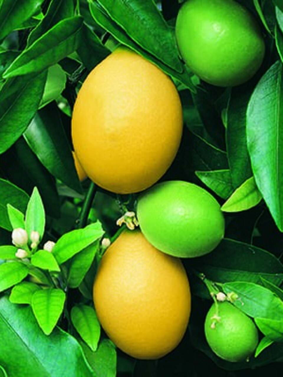 Саженцы Цитрус Лаймкват, Лейкленд, 777840