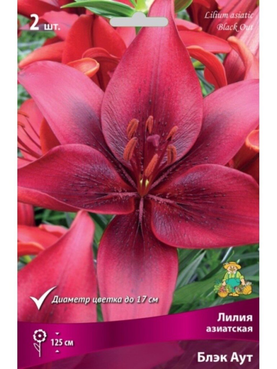 Луковицы Лилия азиатская, Блэк Аут, 14-16