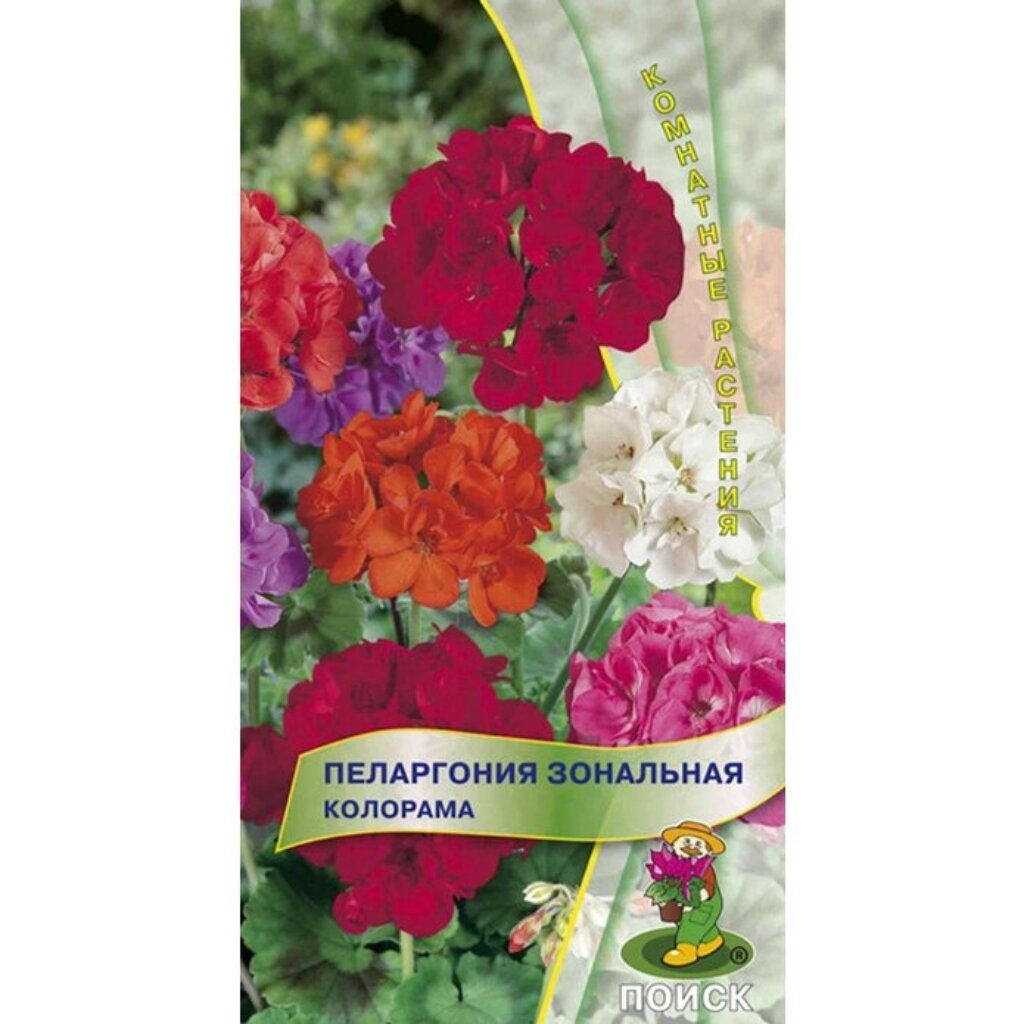 Семена Цветы, Пеларгония, Зональная Колорама, 0.05 г, цветная упаковка, Поиск пеларгония йитка f1 зональная 4 шт