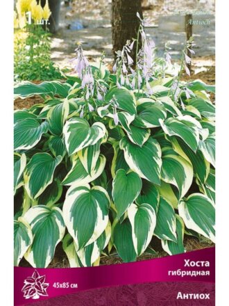 Корневище Хоста гибридная, Антиох