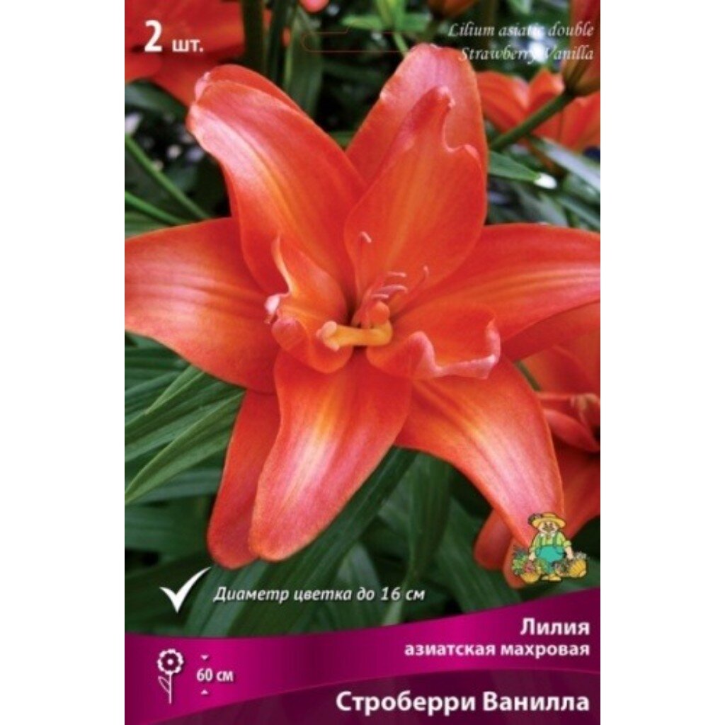 Луковицы Лилия азиатская, Строберри Ванилла, 14-16/К, 2 шт